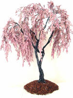 Weeping Cherry